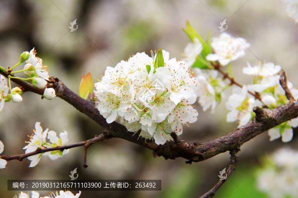 李子花