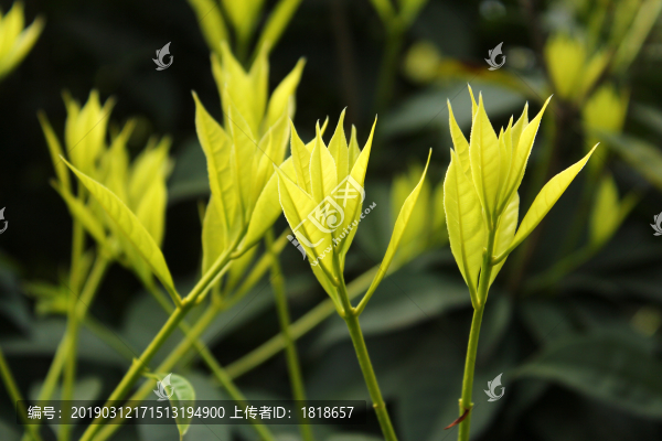 綠葉新芽