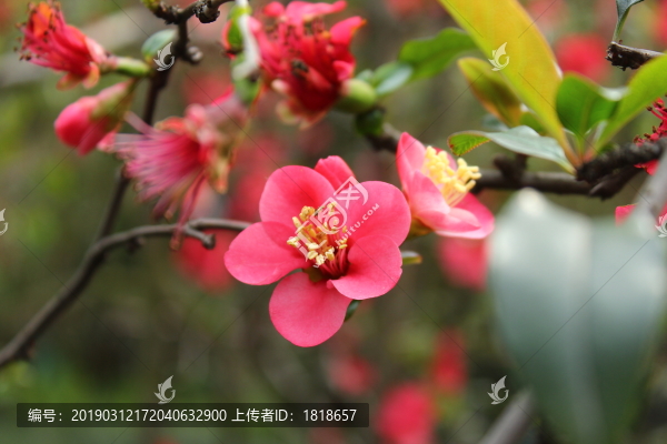 貼梗海棠