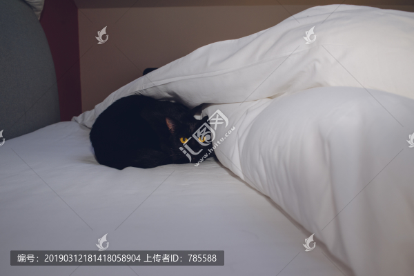 黑貓