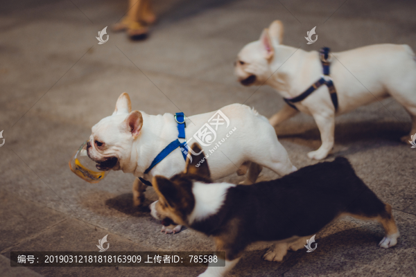 遛狗