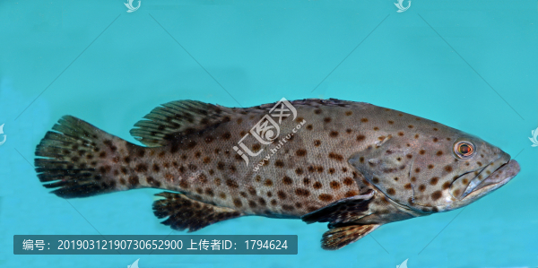 海青斑