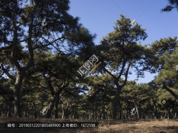 冬日松樹林