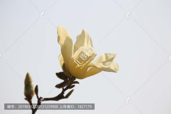 一朵玉蘭花