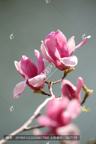 紫色玉蘭花
