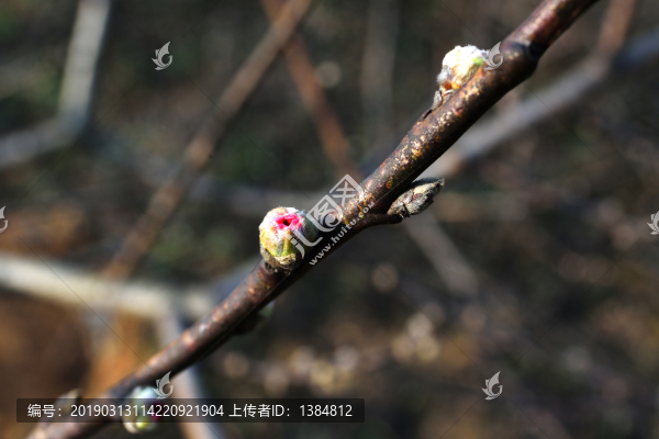 桃花花蕾