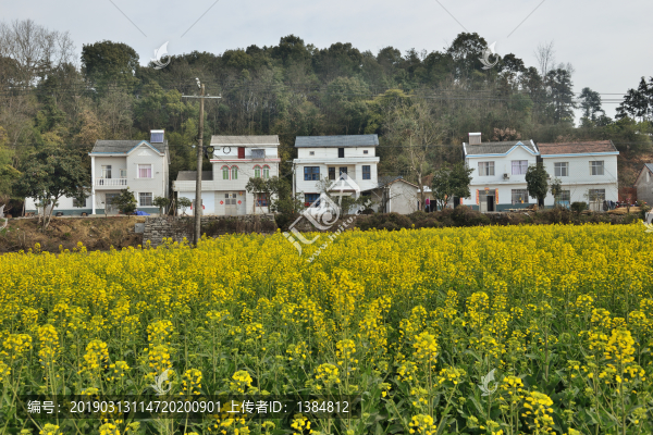 油菜花