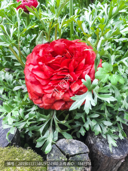 花毛茛