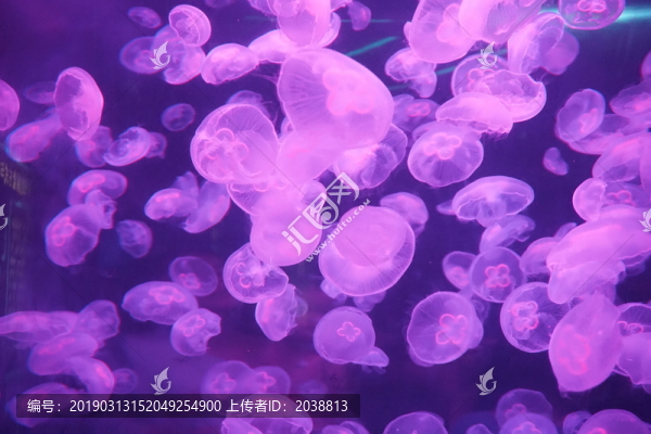 水母