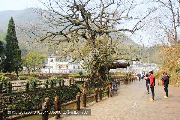銅陵鳳凰山相思樹