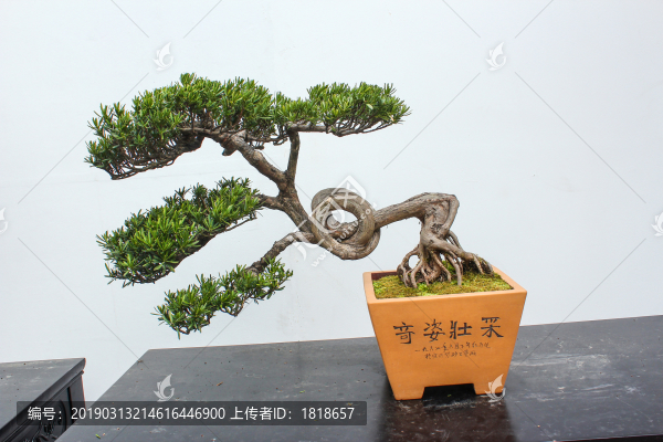 盆景盆栽