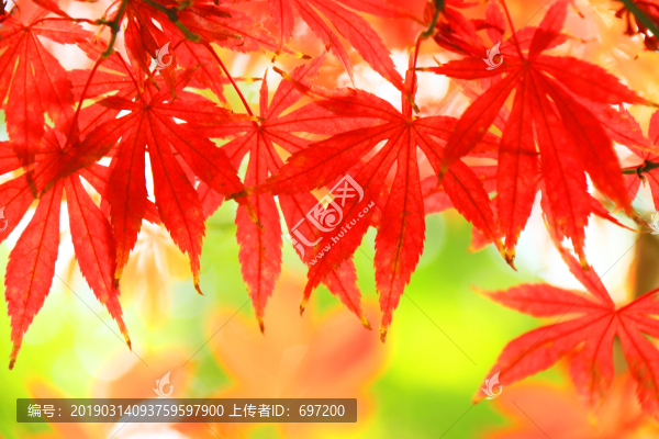 紅葉秋色