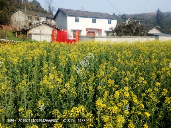 農(nóng)家油菜花