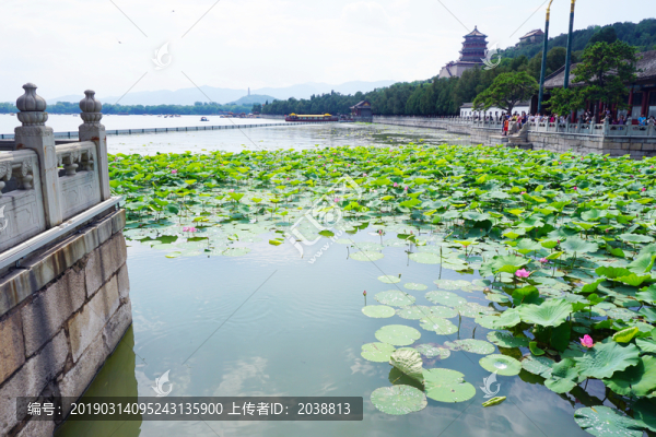 頤和園荷花