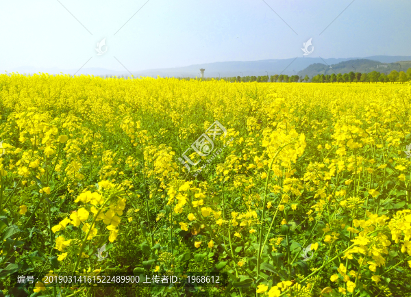 油菜花