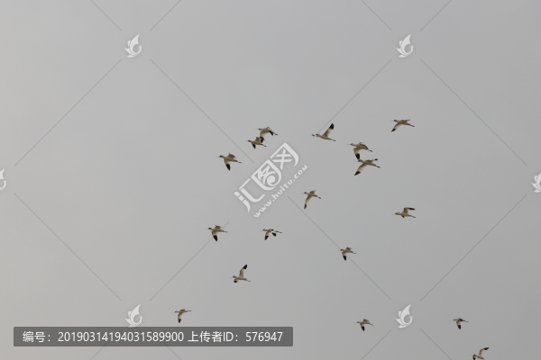 反嘴鷸