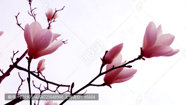 斜插玉蘭花