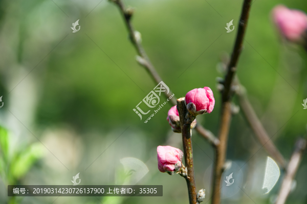 桃花園林