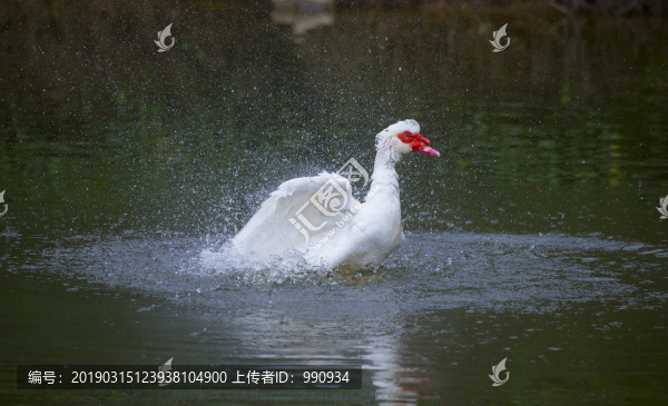 野生動物