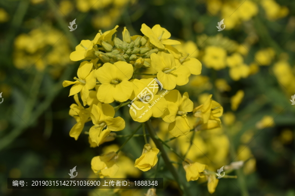 油菜花