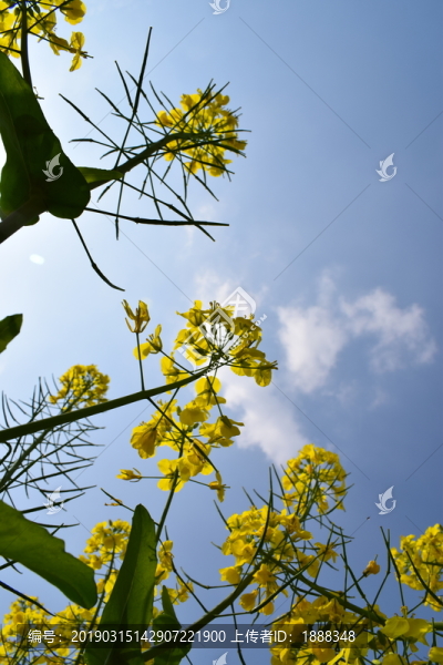 陽(yáng)光油菜花