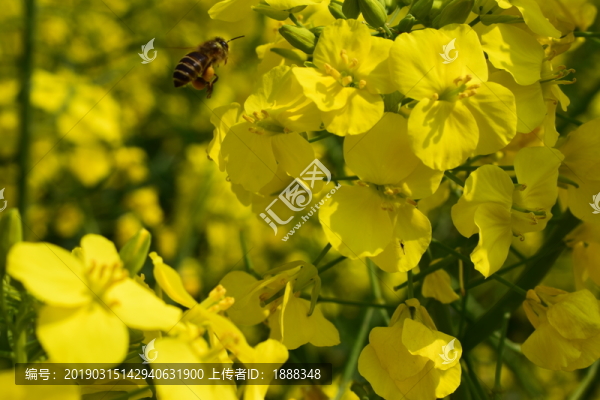 蜜蜂采蜜油菜花上的小蜜蜂