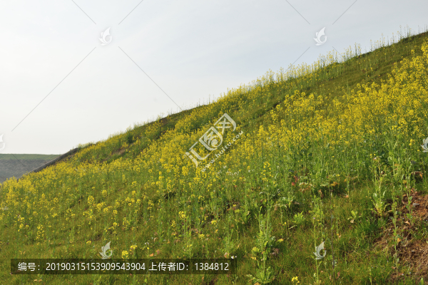 油菜花