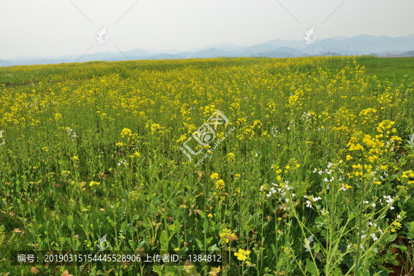油菜花