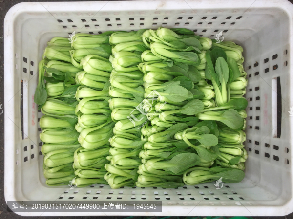 瓢兒菜