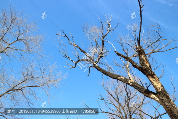 樹枝藍天