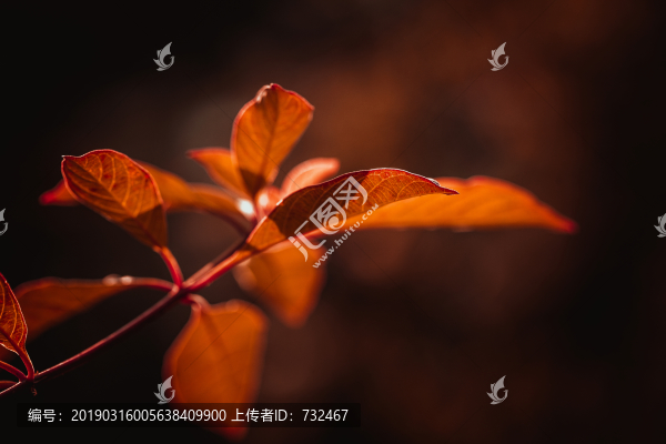 樹(shù)葉特寫(xiě)