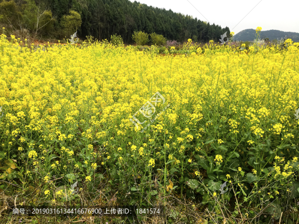 盛開的油菜花