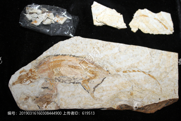古生物化石攀援始祖獸
