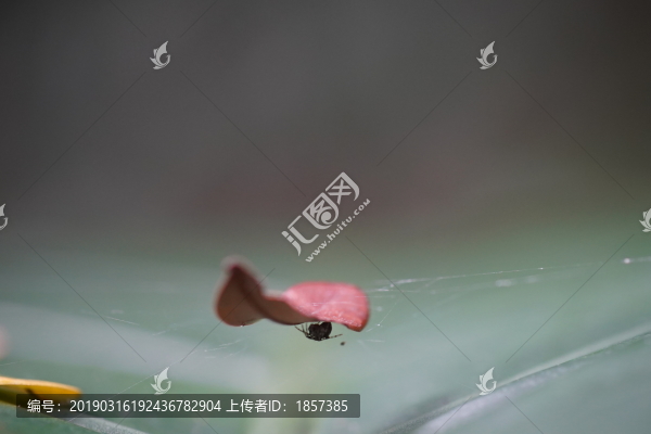 落葉與蜘蛛