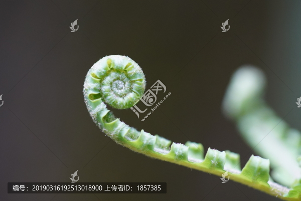 蕨類