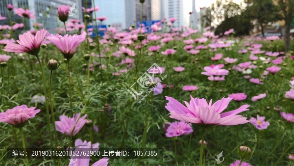 桑格花
