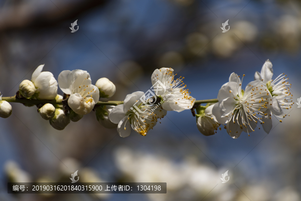 山桃花