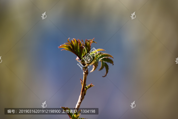 春芽