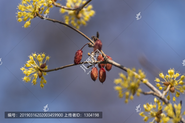 山茱萸