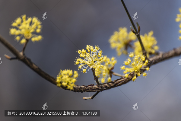 山茱萸