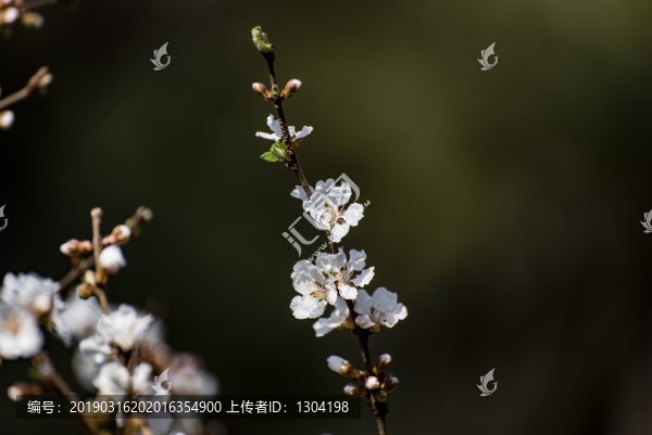 一支白花