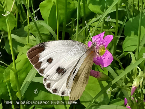 蝶戀花