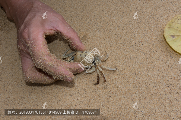 沙灘抓螃蟹