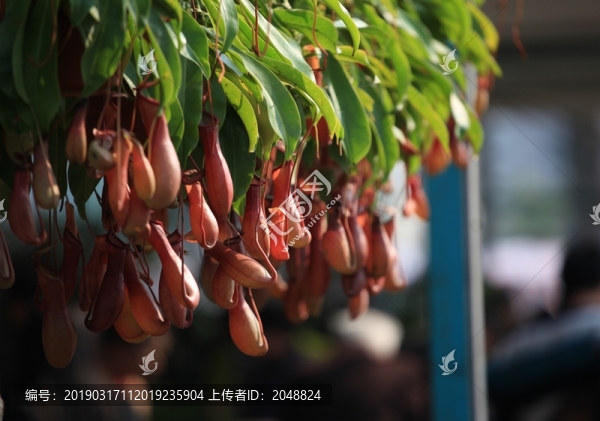 豬籠草