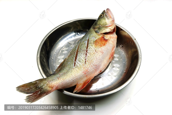 鱸魚