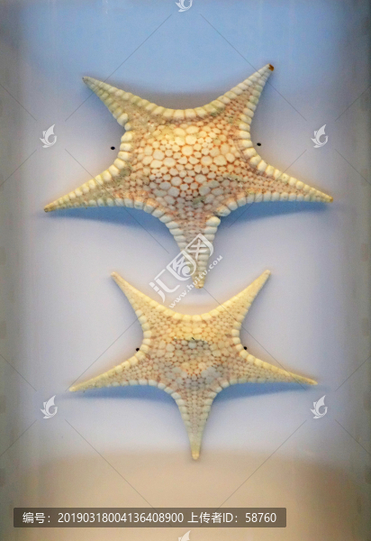 騎士章海星