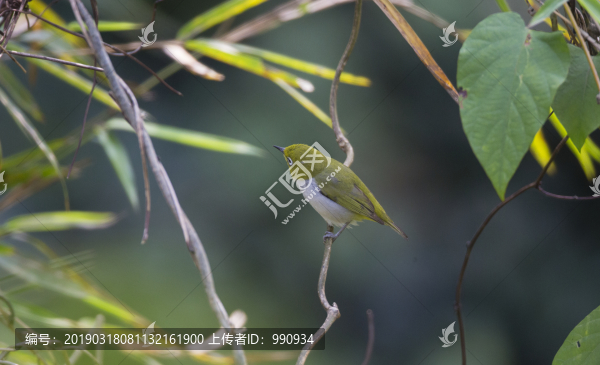 繡眼鳥
