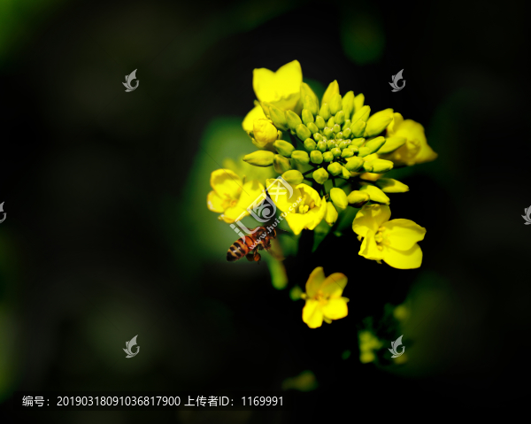 油菜花蜜