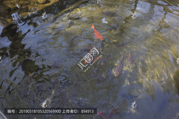 水中魚