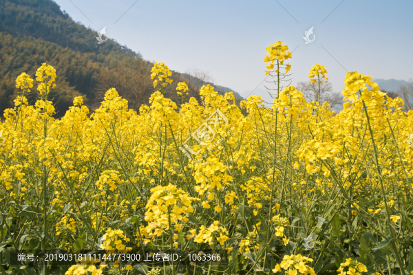 油菜花